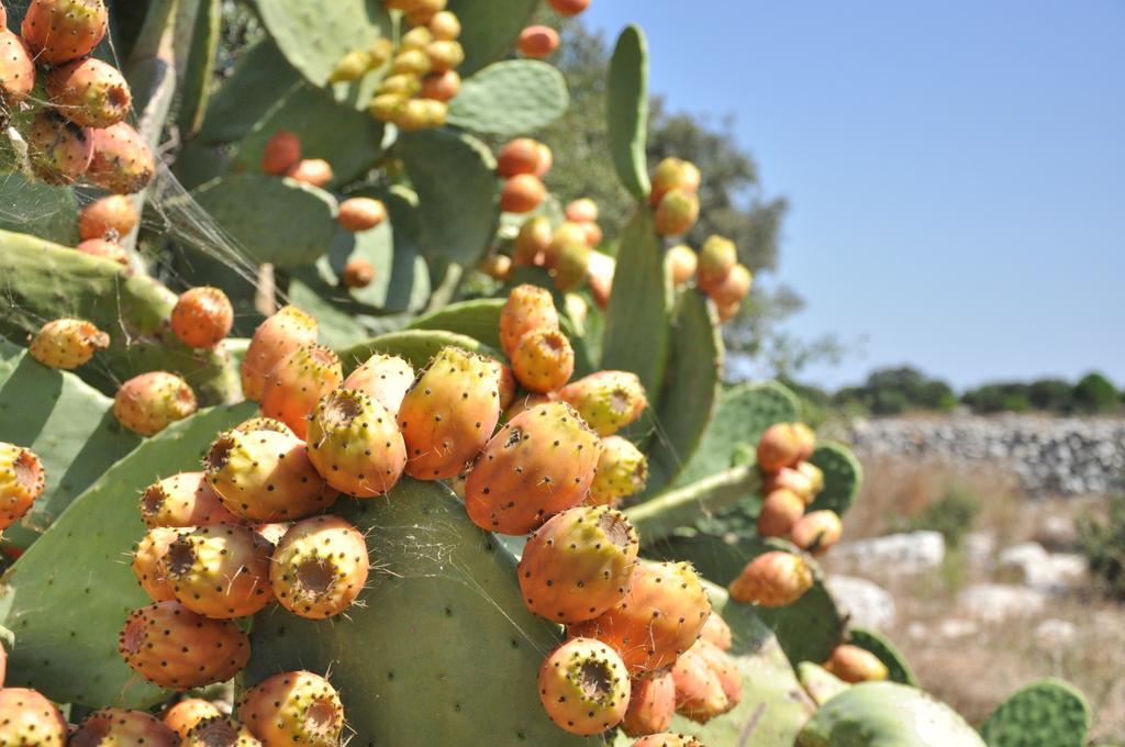Masseria Uccio Tricase Exterior foto
